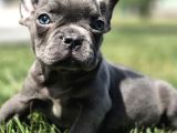 Dünyanin En Tatli French Bulldog Yavrulari