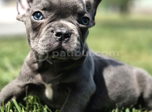 Dünyanin En Tatli French Bulldog Yavrulari görsel