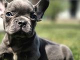 Dünyanin En Tatli French Bulldog Yavrulari
