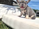 Dünyanin En Tatli French Bulldog Yavrulari