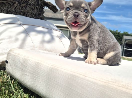 Dünyanin En Tatli French Bulldog Yavrulari görsel