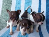 Chihuahua yavrular