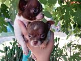 Chihuahua Yavrular