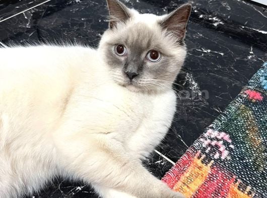 Kocaeli Bebekler Oyuncu Ve Gayet Saglıklı Orjınaldir görsel