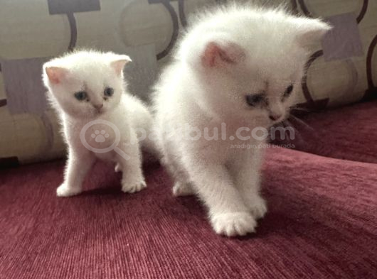 Evimizde Büyüyen Safkan British Longhair Yavruları Osmangazi görsel