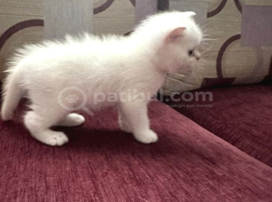 Evimizde Büyüyen Safkan British Longhair Yavruları Osmangazi görsel