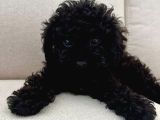Si̇yah Toy Poodle Yavrularimiz