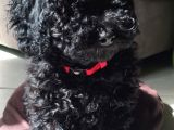 Si̇yah Toy Poodle Yavrularimiz