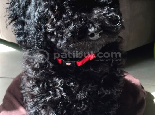 Si̇yah Toy Poodle Yavrularimiz görsel