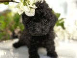 Si̇yah Toy Poodle Yavrularimiz