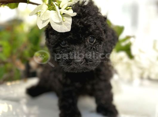 Si̇yah Toy Poodle Yavrularimiz görsel