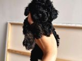 Si̇yah Toy Poodle Yavrularimiz
