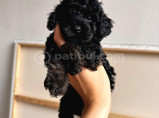 SİYAH TOY POODLE YAVRULARIMIZ