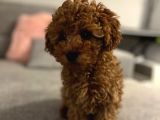 Apricot Toy Poodle Yavrularimiz
