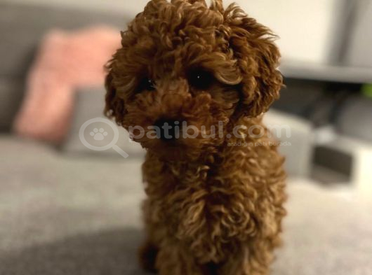 Apricot Toy Poodle Yavrularimiz görsel