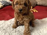 Apricot Toy Poodle Yavrularimiz