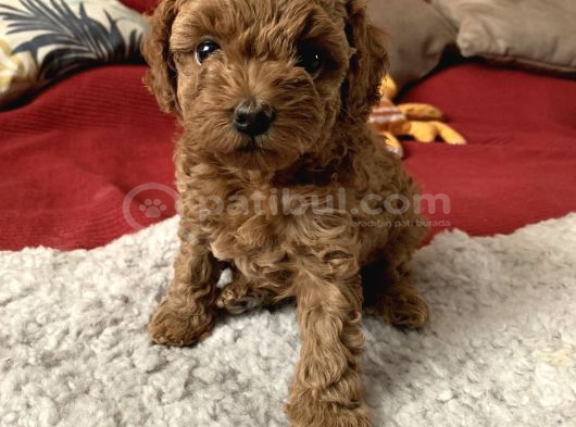 Apricot Toy Poodle Yavrularimiz görsel
