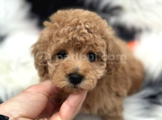 Apricot Toy Poodle Yavrularimiz