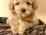 Apricot Toy Poodle Yavrularimiz