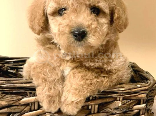 Apricot Toy Poodle Yavrularimiz görsel