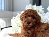 Red  Red Brown Toy Poodle Yavrularimiz