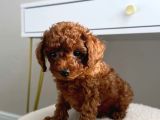 Red  Red Brown Toy Poodle Yavrularimiz