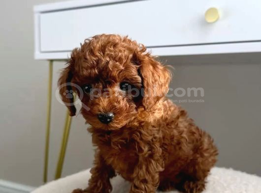 Red  Red Brown Toy Poodle Yavrularimiz görsel