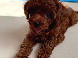 Red  Red Brown Toy Poodle Yavrularimiz