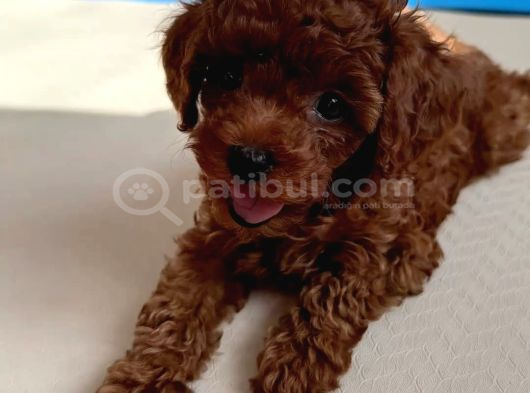 Red  Red Brown Toy Poodle Yavrularimiz görsel