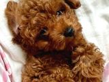 Güzelli̇k Abi̇desi̇ Toy Poodle Yavrularimiz