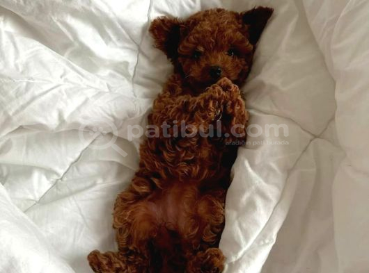 GÜZELLİK ABİDESİ TOY POODLE YAVRULARIMIZ