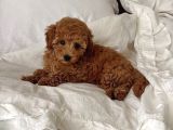 Mükemmeli̇nde Ötesi̇nde Red Brown Toy Poodle Yavrularimiz