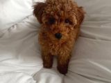 Mükemmeli̇nde Ötesi̇nde Red Brown Toy Poodle Yavrularimiz