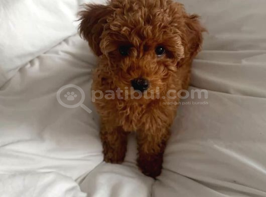 Mükemmeli̇nde Ötesi̇nde Red Brown Toy Poodle Yavrularimiz görsel