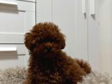 Mükemmeli̇nde Ötesi̇nde Red Brown Toy Poodle Yavrularimiz