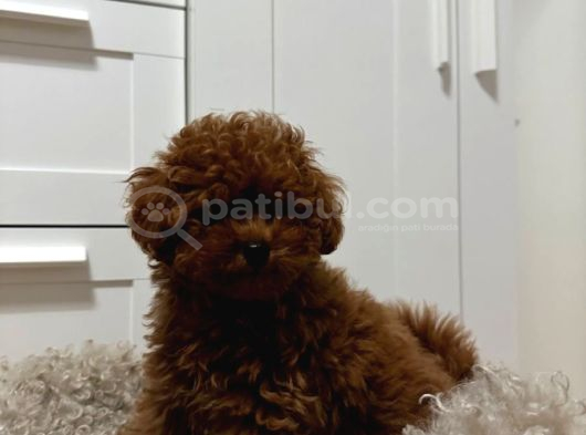 MÜKEMMELİNDE ÖTESİNDE RED BROWN TOY POODLE YAVRULARIMIZ