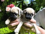 Pug Bebekler