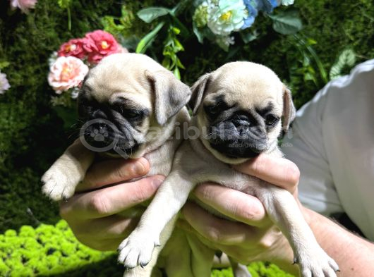 Pug Bebekler görsel