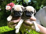 Pug bebekler