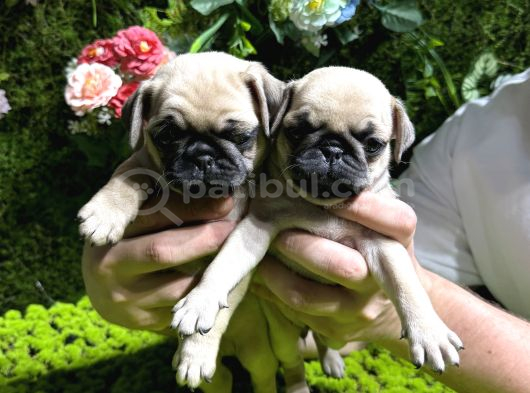 Pug Bebekler