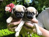 Pug Bebekler
