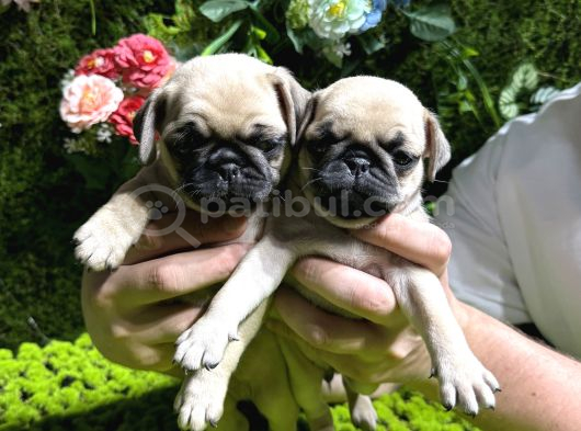 Pug Bebekler görsel