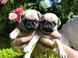 Pug Bebekler