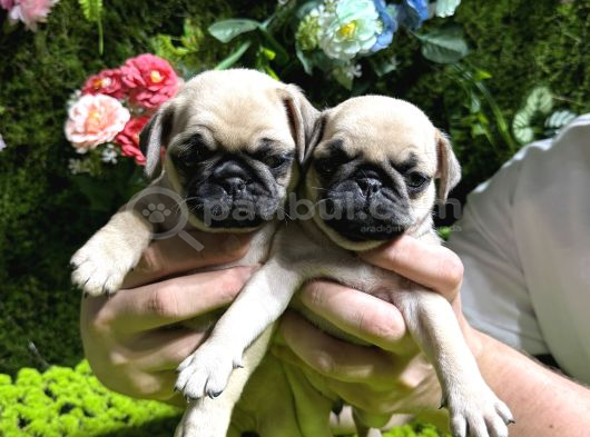 Pug Bebekler görsel