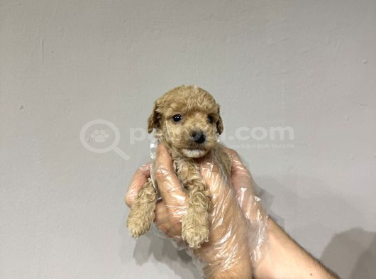 0 Numara Baby Face Teacup Maltipoo Yavrular görsel