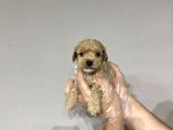 0 numara baby face teacup maltipoo yavrular