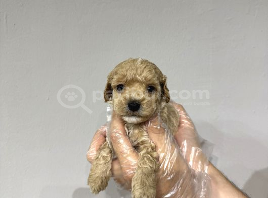 0 Numara Baby Face Teacup Maltipoo Yavrular görsel