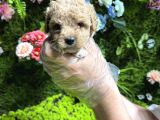 Teacup Maltipoo Bebekler