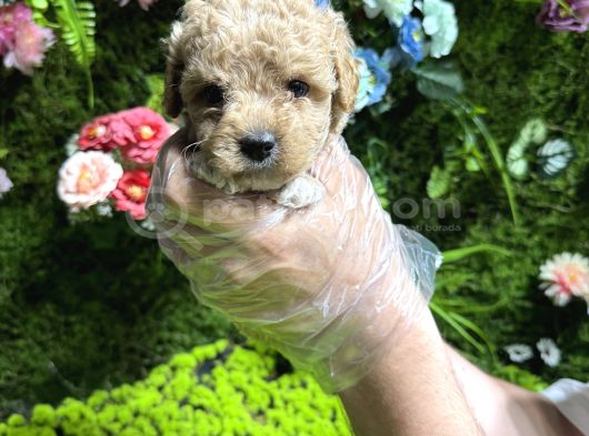 Teacup Maltipoo Bebekler görsel