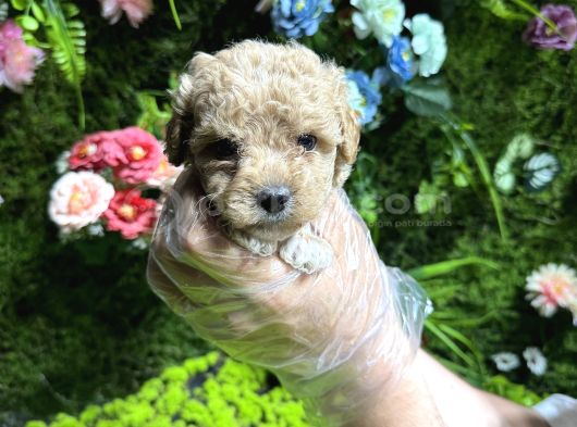 Teacup Maltipoo Bebekler görsel